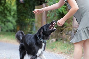 average dog bite settlement Georgia